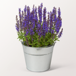 Blue Sage in a Zinc Bucket