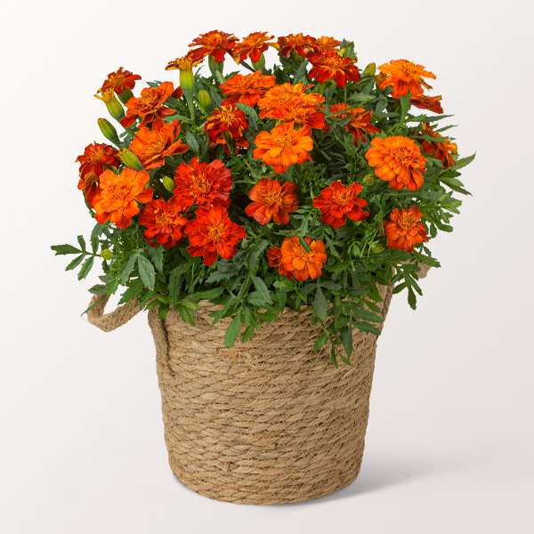 Orange Tagetes im Seegraskorb