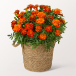 Orange Tagetes im Seegraskorb