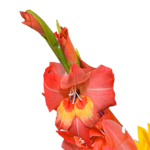 Blumenstrauß Sonnenstrahl mit Vase & Ferrero Giotto 3er