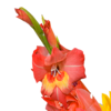 Flower Bouquet Sonnenstrahl with vase & 3 Ferrero Giotto