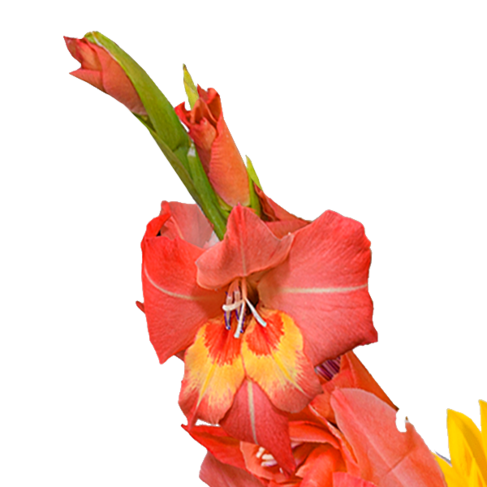 Blumenstrauß Sonnenstrahl mit Vase & Ferrero Giotto 3er