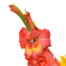 Flower Bouquet Sonnenstrahl with vase & 3 Ferrero Giotto