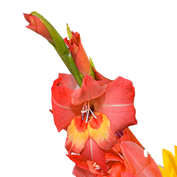 Blumenstrauß Sonnenstrahl mit Vase & Ferrero Giotto
