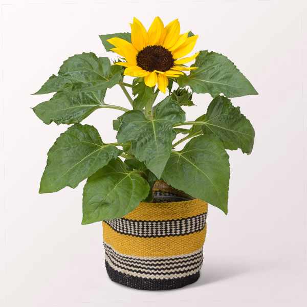 Sonnenblumen im modernen Sisalkorb