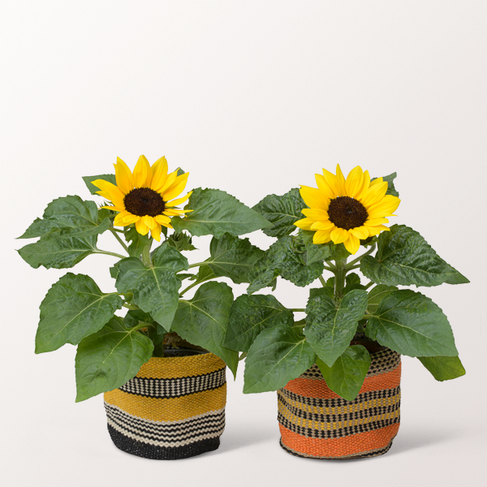 Sunflowers in a Sisal Basket