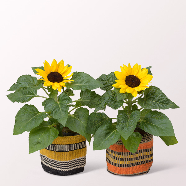 Sonnenblumen im modernen Sisalkorb