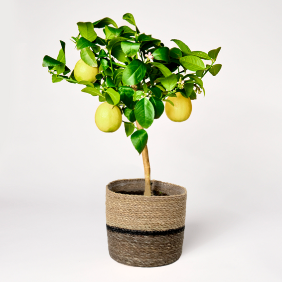 Lemon Tree