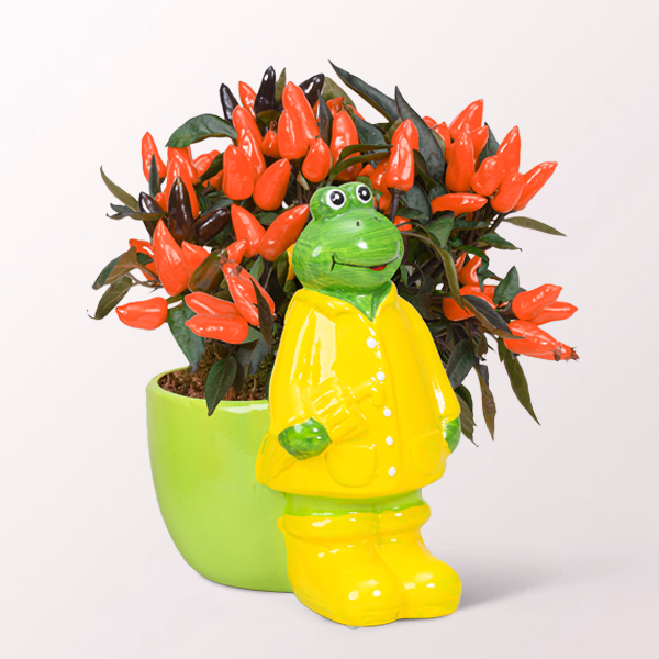 Ornamental Peppers in a Funny Frog Pot