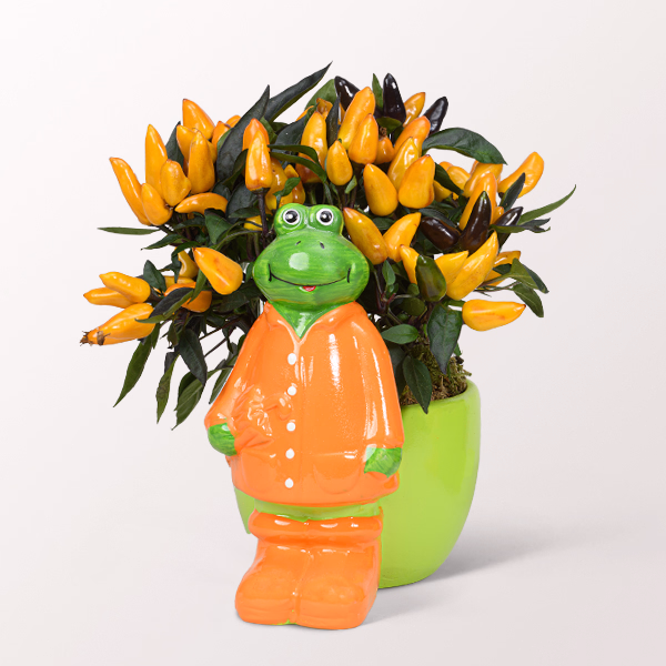 Ornamental Peppers in a Funny Frog Pot