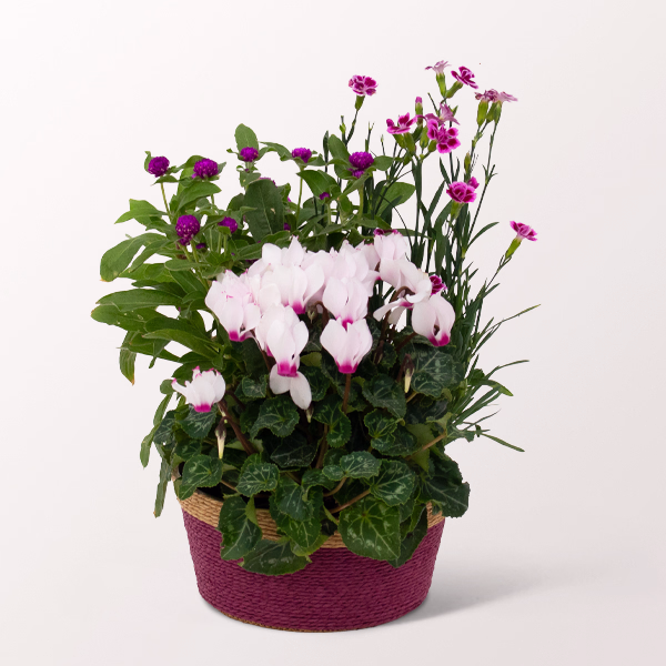 Summer Fairy in a Basket