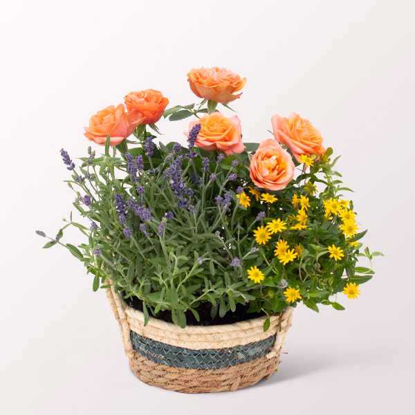 Summer Garden in a Basket