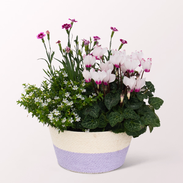 Sommerparty im Körbchen