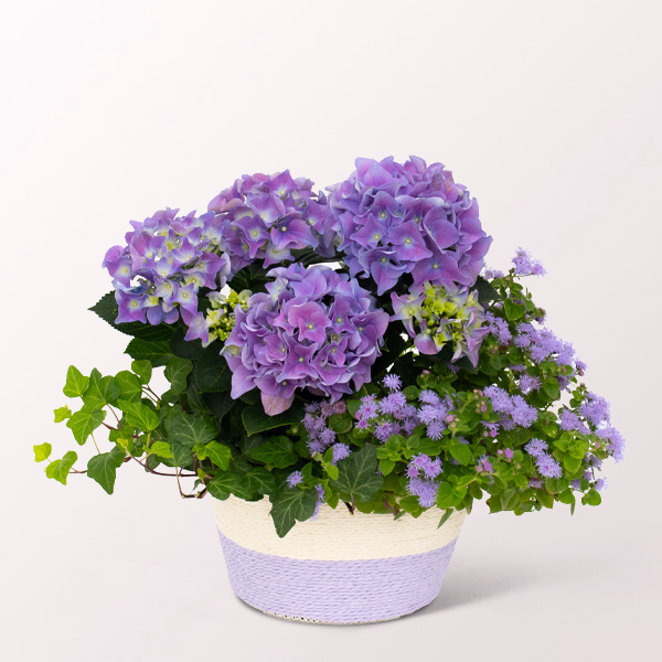 Lilac Dream in a Basket