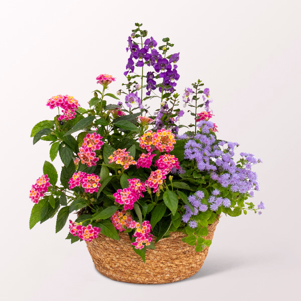 Summer Meadow in a Basket