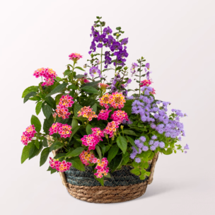 Summer Meadow in a Basket