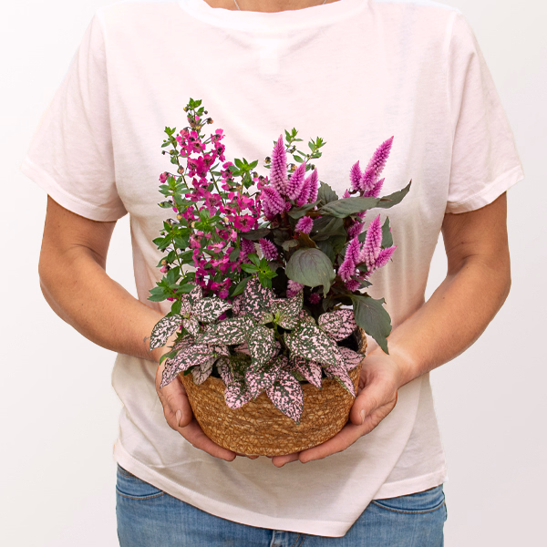 Summer Courier in a Basket