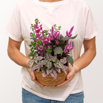 Summer Courier in a Basket