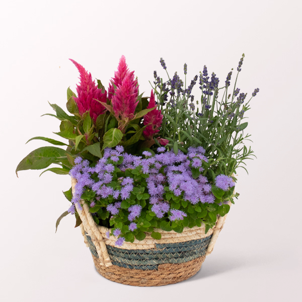 Surprise in a Basket