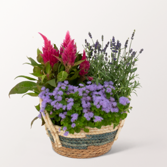 Surprise in a Basket