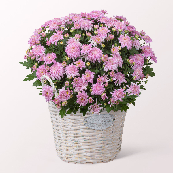 Light Pink Chrysanthemum in a Basket