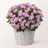 Rosa Chrysantheme im hübschen Korb