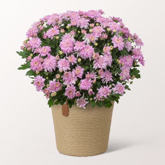 Rosa Chrysantheme im hübschen Korb