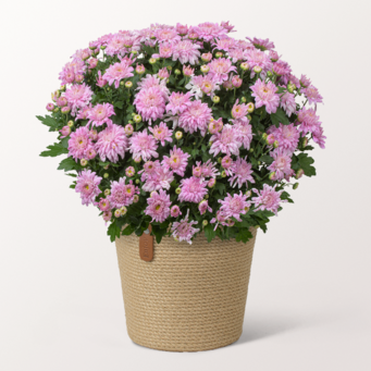 Rosa Chrysantheme im hübschen Korb