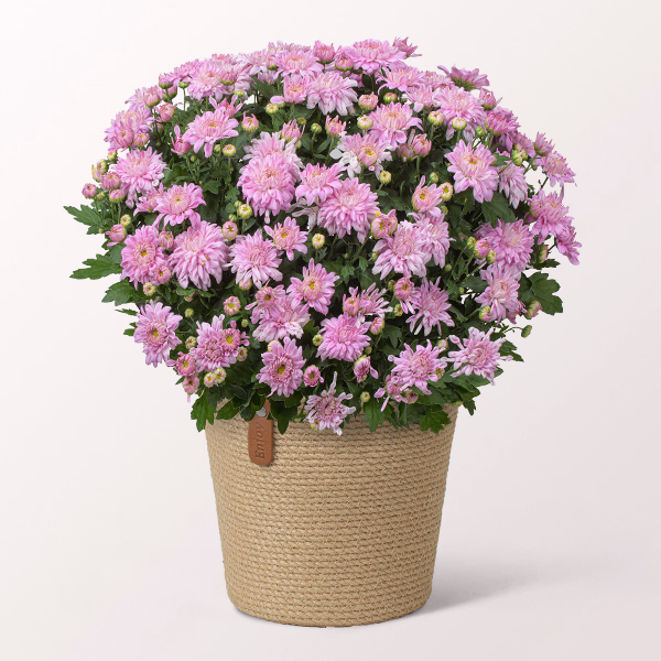 Light Pink Chrysanthemum in a Basket