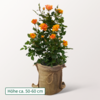 Orange-Gelbe Rose Lollipop