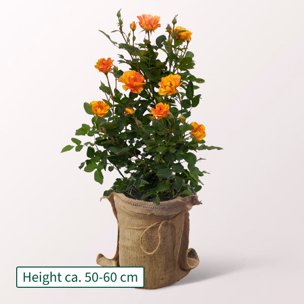 Orange-Yellow Rose Lollipop