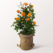 Orange-Yellow Rose Lollipop