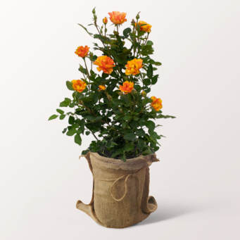 Orange-Yellow Rose Lollipop