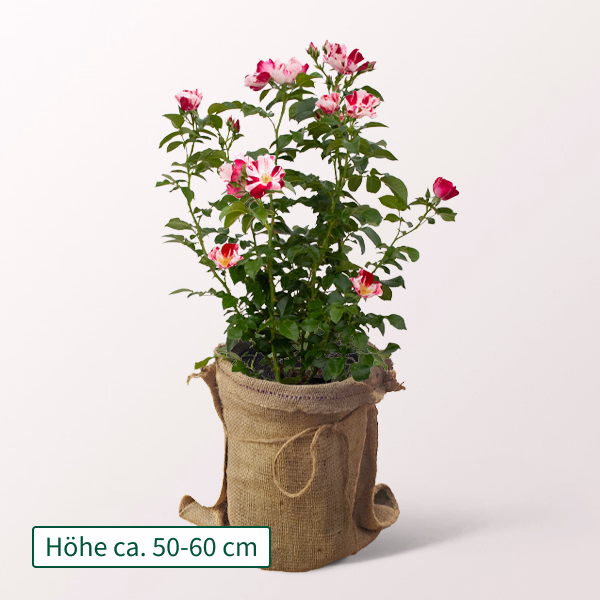 Weiß-Pinke Rose Simsalabim