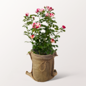 Weiß-Pinke Rose Simsalabim