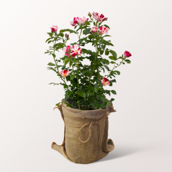Weiß-Pinke Rose Simsalabim