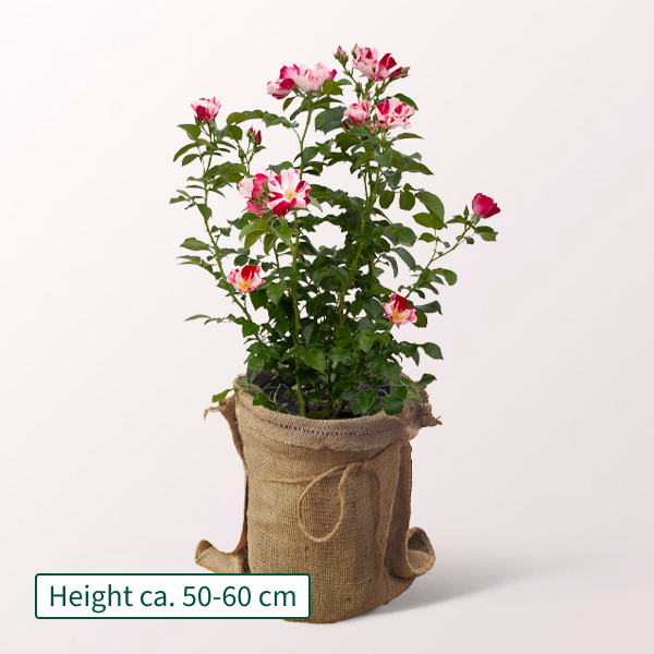 White-Pink Rose Simsalabim