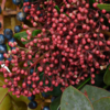 Blumenstrauß Herbstgedicht mit Vase & Teaballs & Ferrero Giotto 3er