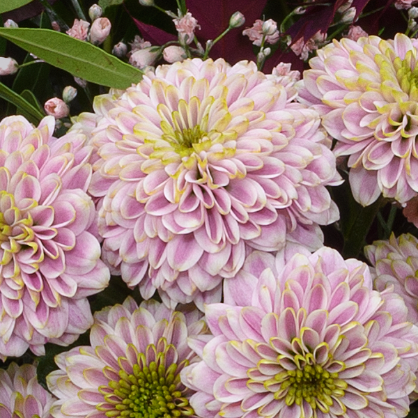 Blumenstrauß Schöner Herbst mit Vase & Ferrero Giotto 3er