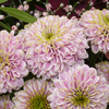 Blumenstrauß Schöner Herbst mit Vase & Teaballs & Ferrero Giotto 3er