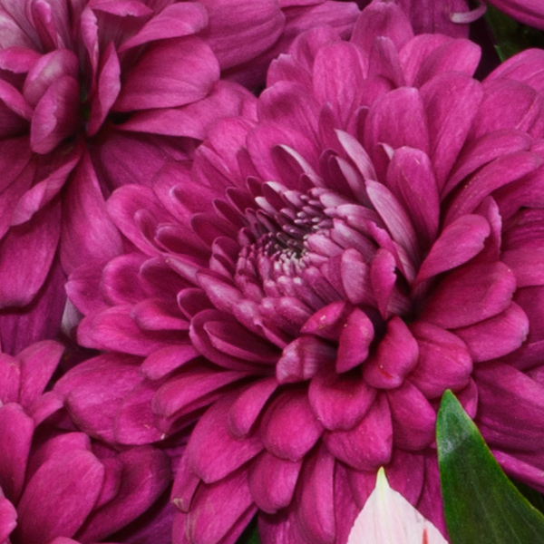 Blumenstrauß Lieber Gruß mit Vase & Ferrero Giotto 3er