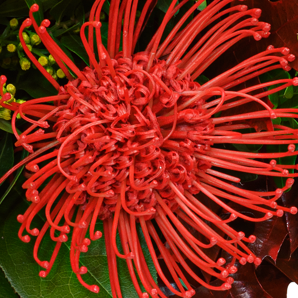 Blumenstrauß Herbstbrise mit Vase & Ferrero Giotto 3er