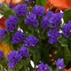 Blumenstrauß Herbstfrisch mit Vase & Teaballs & Ferrero Giotto 3er