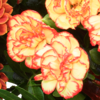 Blumenstrauß Herbststrahlen mit Vase & Teaballs & Ferrero Giotto 3er