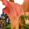 Blumenmix Herbstbotschafter mit Teaballs & Ferrero Giotto 3er