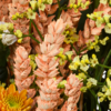 Blumenmix Herbstgeflüster mit Teaballs & Ferrero Giotto 3er