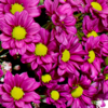 Blumenmix Bunter Herbst mit Teaballs & Ferrero Giotto 3er