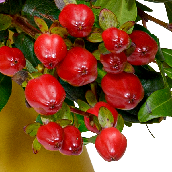 Blumenmix Sensation mit Ferrero Giotto 3er