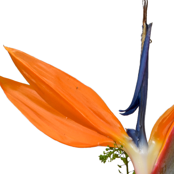 Blumenmix Wilder Herbst mit Ferrero Giotto 3er