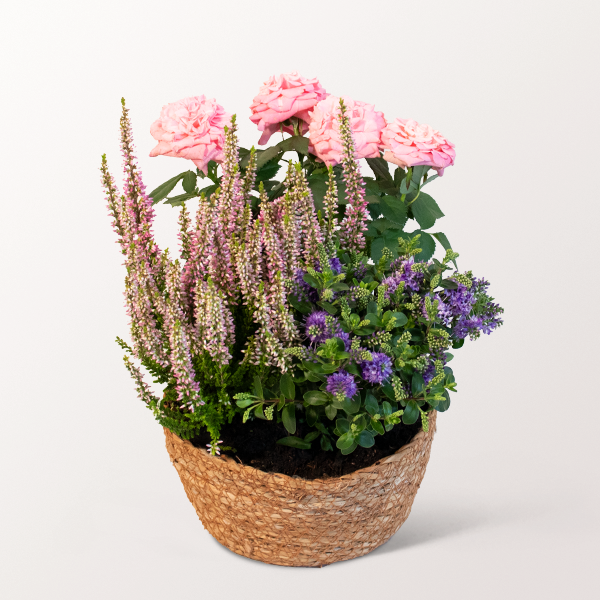 Pink autumn dream in a Basket